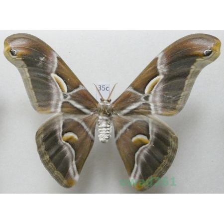 Samia cynthia (Drury, 1773) male ex. ovo India 100mm35c
